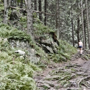 Prales